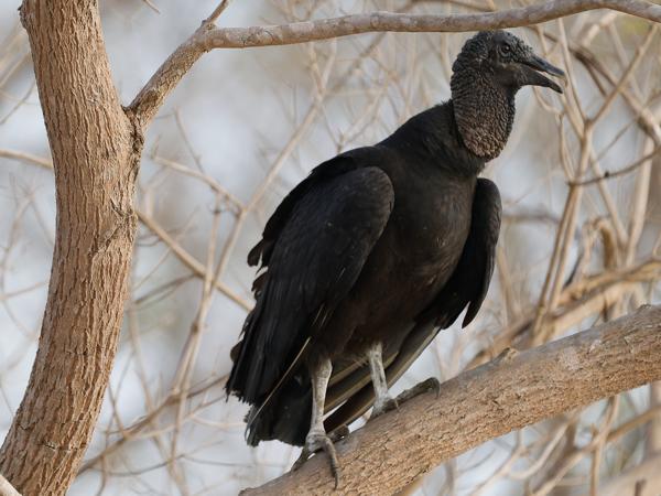 Zwarte gier (Coragyps atratus)